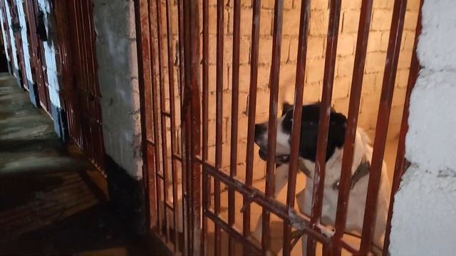 Пк Барыс вл.Фара - Сундет Туркестан каласы 2022 смотреть онлайн