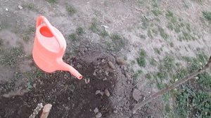 Посадка колоновидной яблони