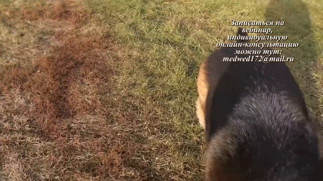 Какая игрушка лучше для дрессировки собак смотреть онлайн