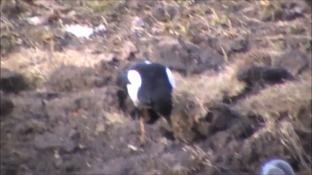 Продолжение строительства гнезда сорокой. Сбор травы для подстилки смотреть онлайн