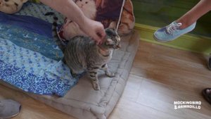 Me-WOW - it's a Cat Cafe!