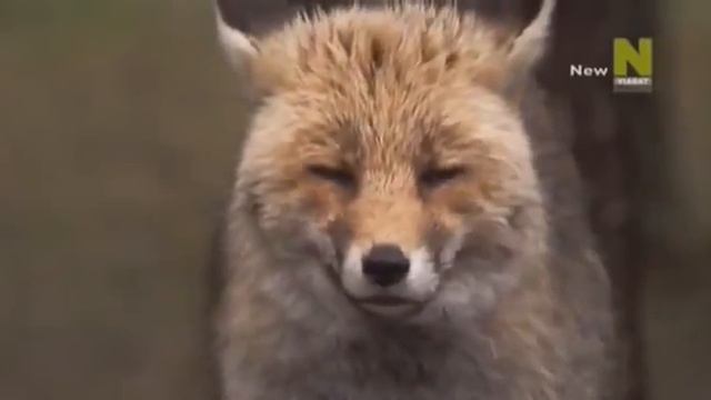 Удивительный Мир Насекомых. Пауки (360p) смотреть онлайн