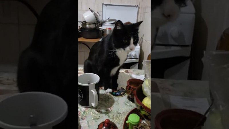 Кот смешно примякивает