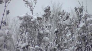 На канале "Уральские Бродни" 100000 подписчиков!