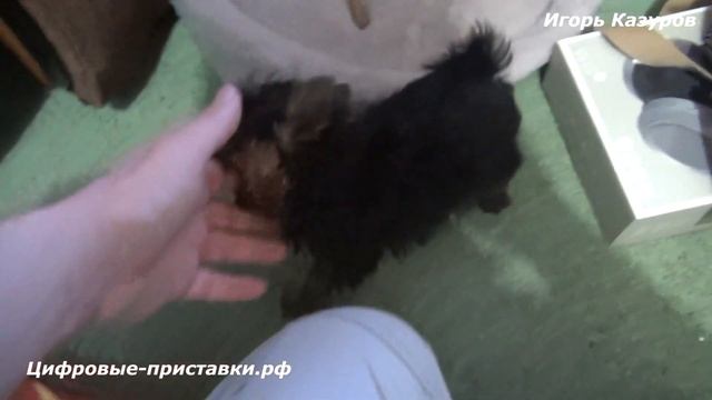 Обзор на собаку йоркширский терьер мини