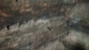 вытяжка- вентиляция с таймером для комфорта кур.mp4