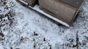 Даем мёд пчелам