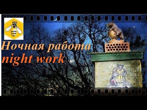 Пчелы -ночная работа .