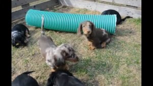 Такса стандартная длинношерстная.