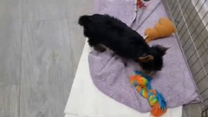 Питомник йорков в Москве