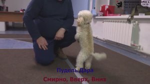 Занятие в группе по дрессировке. Тольятти, 27 марта 2022.