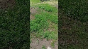 3 месяца после перелома большеберцовой и малоберцовой кости и вывиха стопы кзади))))