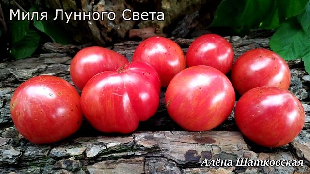 Каталог ТОМАТОВ ? часть 16 смотреть онлайн