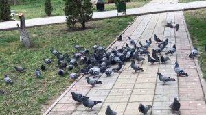Голуби в парке г. Махачкала
