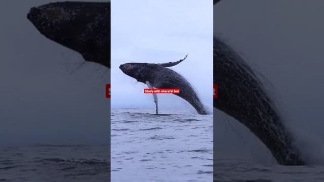 #nature #fish #ocean #indianocean #qudrat смотреть онлайн