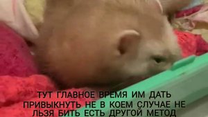 хорек у нас дома #норка #ласка #хорёк #животные #хорёк #мирживотных