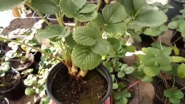 Огород. Август. Эксперименты. Посадка картофеля на рассаду!? смотреть онлайн