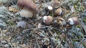 СБОР БЕЛЫХ ГРИБОВ