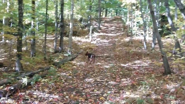 Doberman at sutton смотреть онлайн