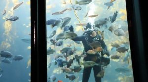 Вот, Почему Водолазу Нельзя Быстро Всплывать На Поверхность?