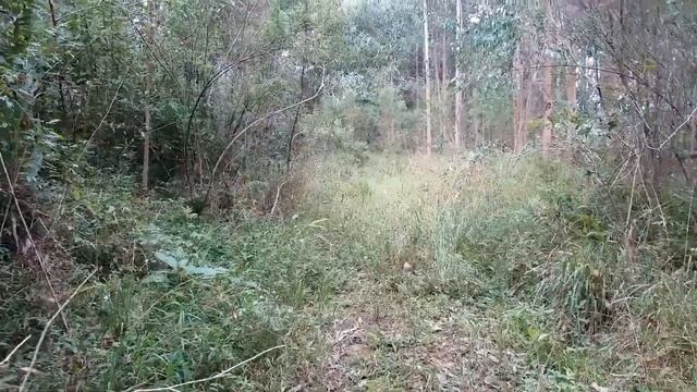 FUI NA ESTRADA ABANDONADA E AMALDIÇOADA SOZINHO (OLHA O QUE EU ENCONTREI) смотреть онлайн
