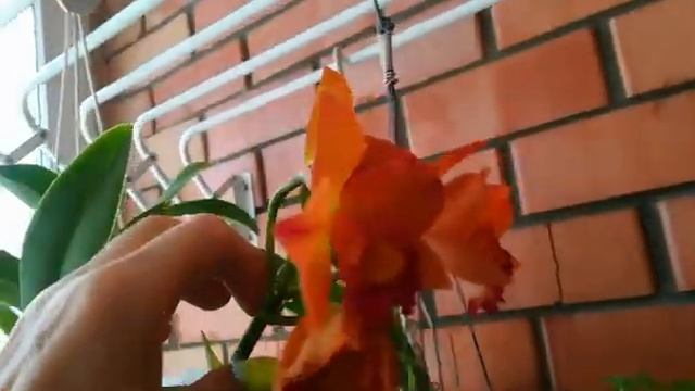 ПРЕКРАСНОЕ ЦВЕТЕНИЕ КАМБРИИ! ❣️?КАТТЛЕЙНАЯ РОСКОШЬ❣️❤️??#orhids #flores #phalaenopsis #cambria ???❣ смотреть онлайн