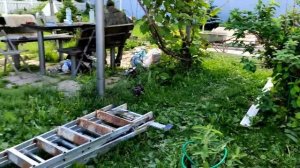 Как облагородить участок за семь дней