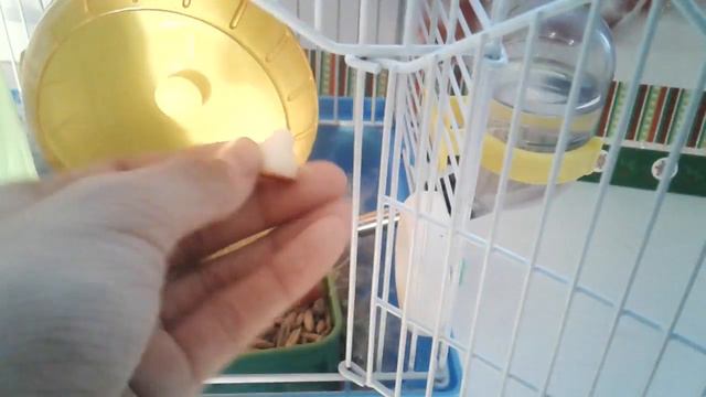 5 Лайфхаков для владельцев🐹 хомяков! смотреть онлайн