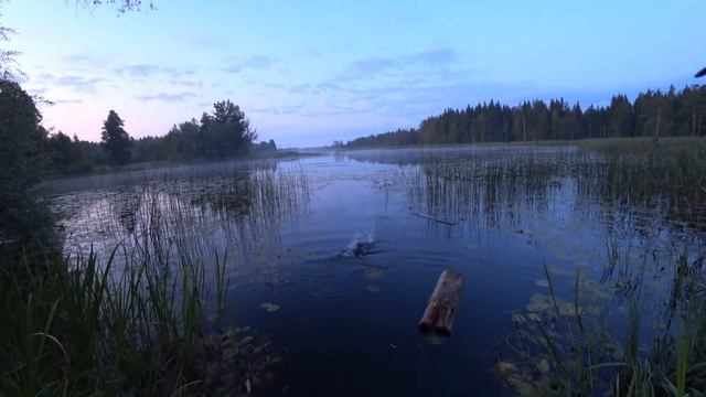 Ловим крупного линя на поплавочную снасть. Адреналин зашкаливает. Трофейные лини. My fishing.