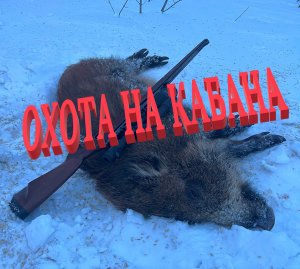 Охота на кабана