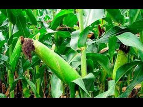 Как вырастить сладкую и крупную кукурузу, затратив минимум труда смотреть онлайн