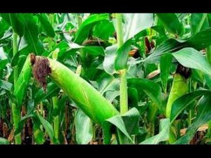 Как вырастить сладкую и крупную кукурузу, затратив минимум труда