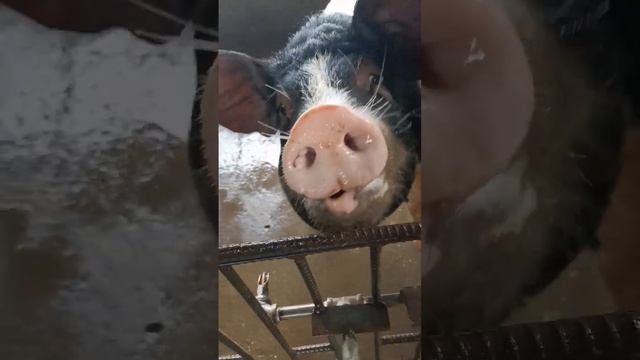 #shorts #amazing #farming #how HOW TO CLEAN PIG PEN