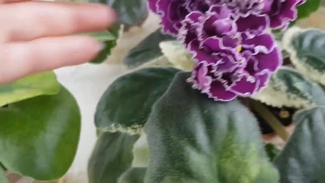 Обзор цветущих красных фиалок смотреть онлайн