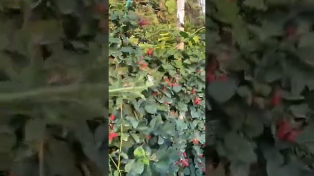 ЕЖЕВИКА - СОРТ ЛОХНЕСС БИШКЕК. смотреть онлайн