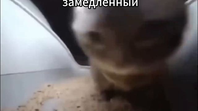 Чипи Чипи Чапа Чапа ОРИГИНАЛ vs ЗАМЕДЛЕННЫЙ смотреть онлайн