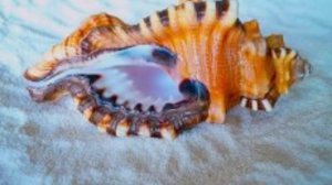 Звук раковины