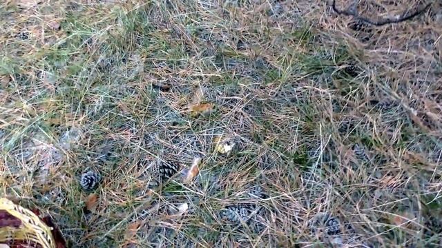 Грибы маслята, на закате грибного сезона смотреть онлайн