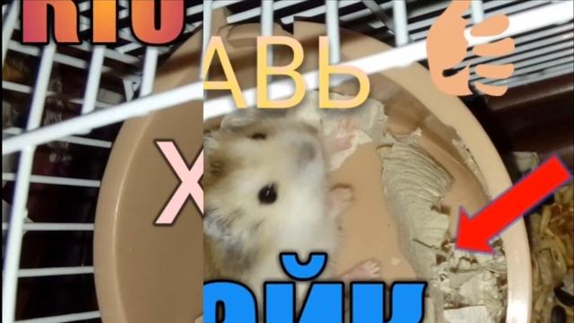 Сказка про ХОМЯКА |я люблю утро| смотреть онлайн