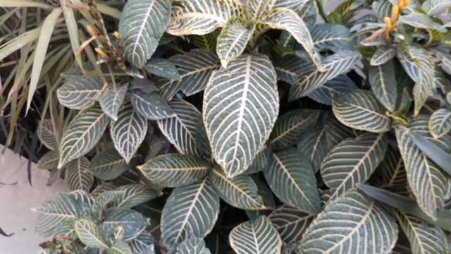 How to grow sanchezia indoor/outdoor  beautiful Home plant care and tips Urdu Part||2