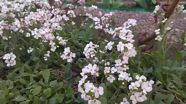 Розовый Арабис. Низкорастущие аесеннии цветы. Яркое уркашение вашей грядки смотреть онлайн