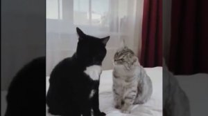 Эх, Вася, Вася!