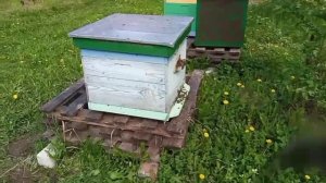 Роевые маточники!Грубейшая ошибка!Проглядел!#пчёлы #пчеловодство #пасека