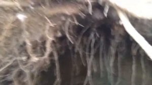 Медвежья берлога внутри