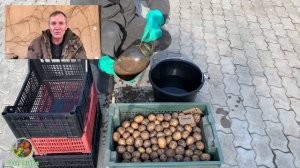 ПОДГОТОВКА КАРТОФЕЛЯ К ПОСАДКЕ.ОБРАБОТКА КАРТОФЕЛЯ ПЕРЕД ПОСАДКОЙ.ДАЧНЫЕ СОВЕТЫ.