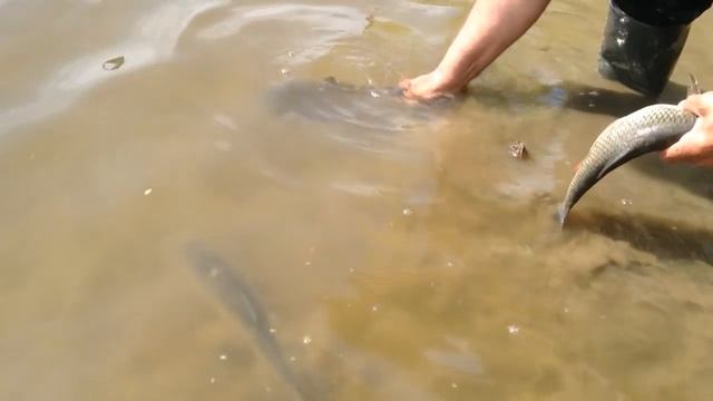 рыбалка в Дединово 03.05.2018