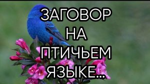 ЗАГОВОР НА ПТИЧЬЕМ ЯЗЫКЕ…ДЛЯ ВСЕХ….