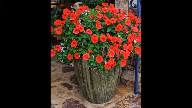 Hạt giống hoa Dạ yên thảo rũ - PETUNIA RED