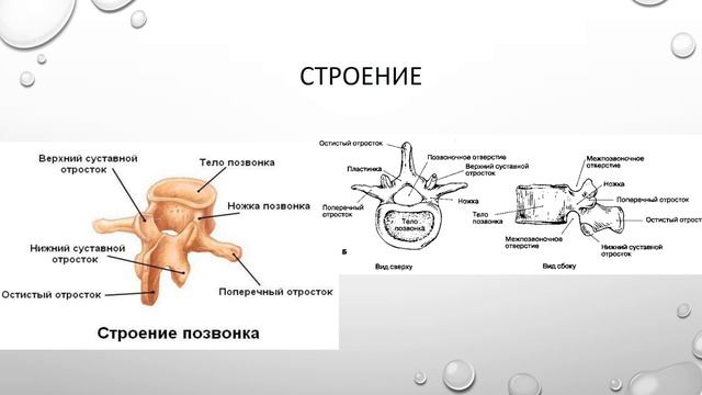 Что такое позвонки? Позвонки. Общее строение позвонков. смотреть онлайн