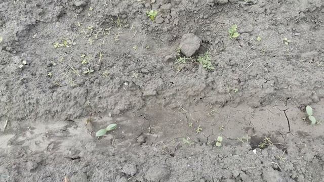 Что растет у меня в огороде. Нутрии. смотреть онлайн